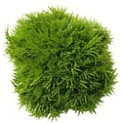 Мох — натуральный антисептик, сужает поры, повышает эластичность